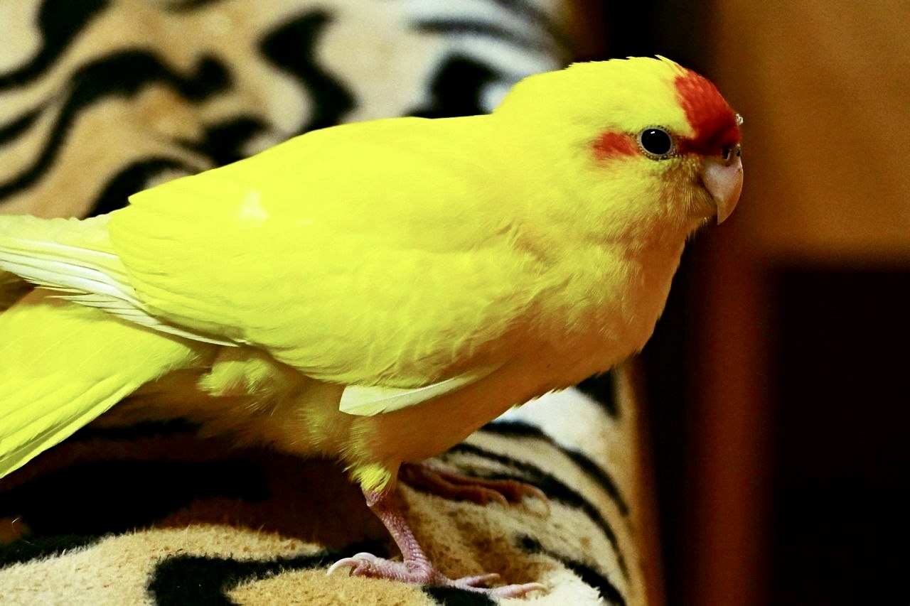 Какарик жёлтый