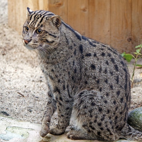 Кот-рыболов (Виверровый)