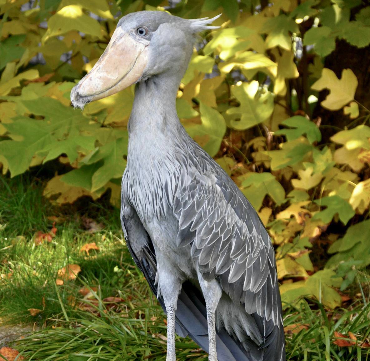 Китоглав Shoebill