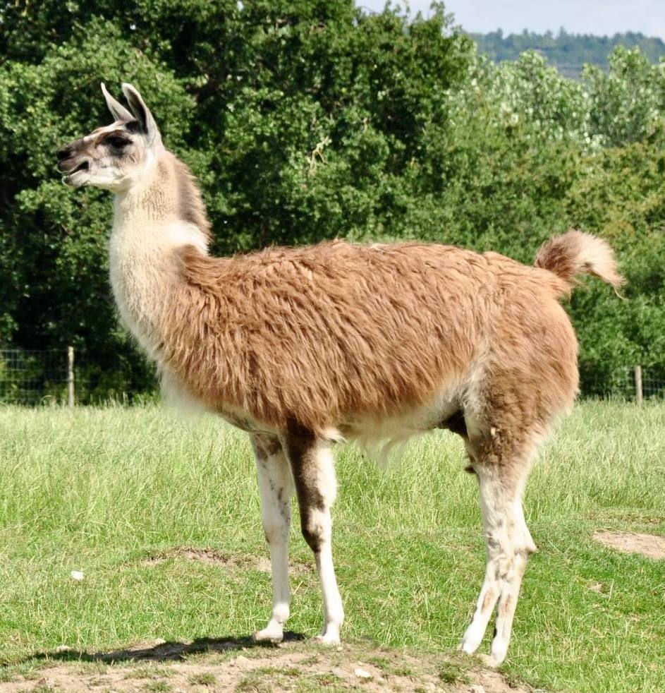 Лама
