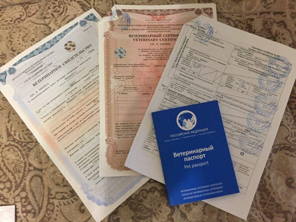 Легальный Примат