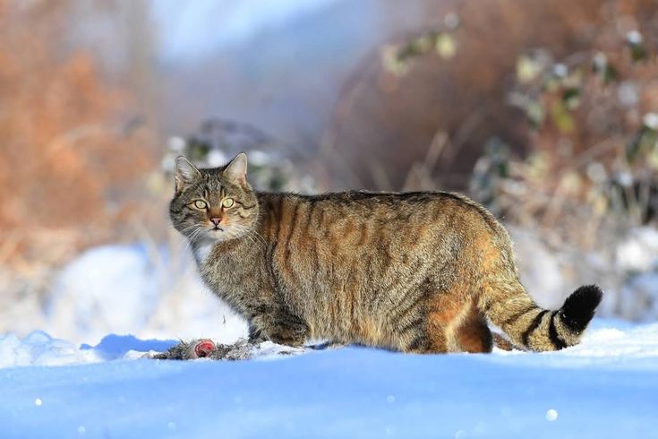 Амурский кот (Дальневосточный лесной кот)