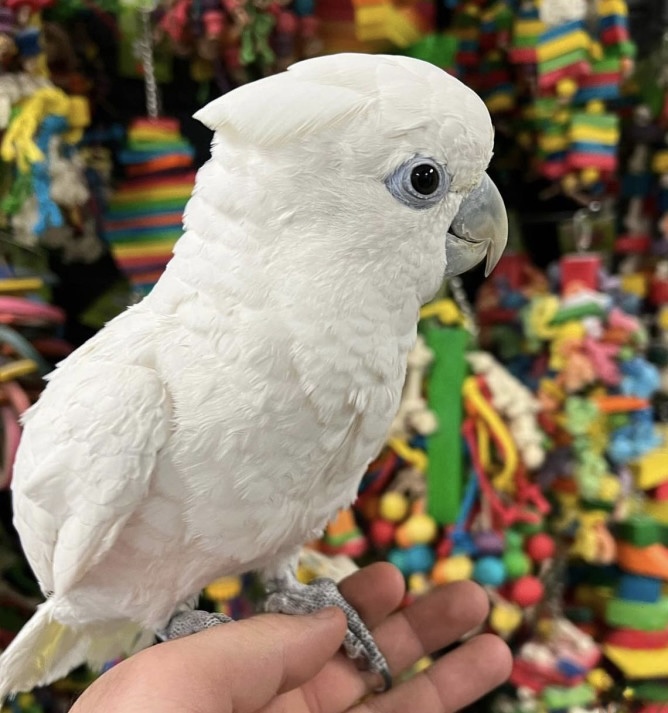 Какаду Соломонский