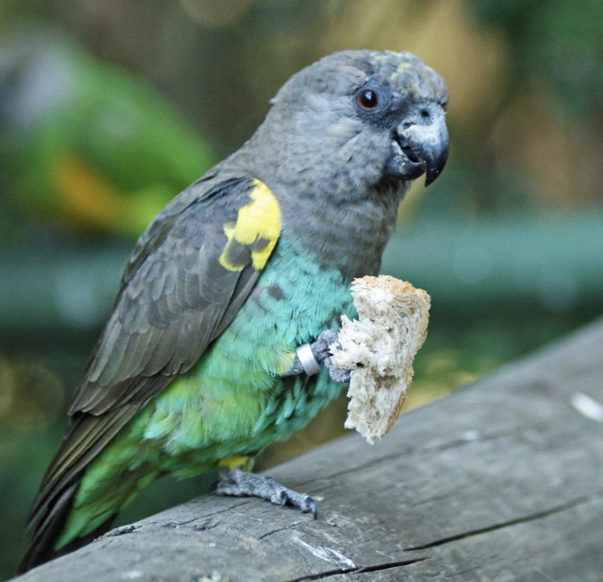 Попугай Майера (Poicephalus meyeri)