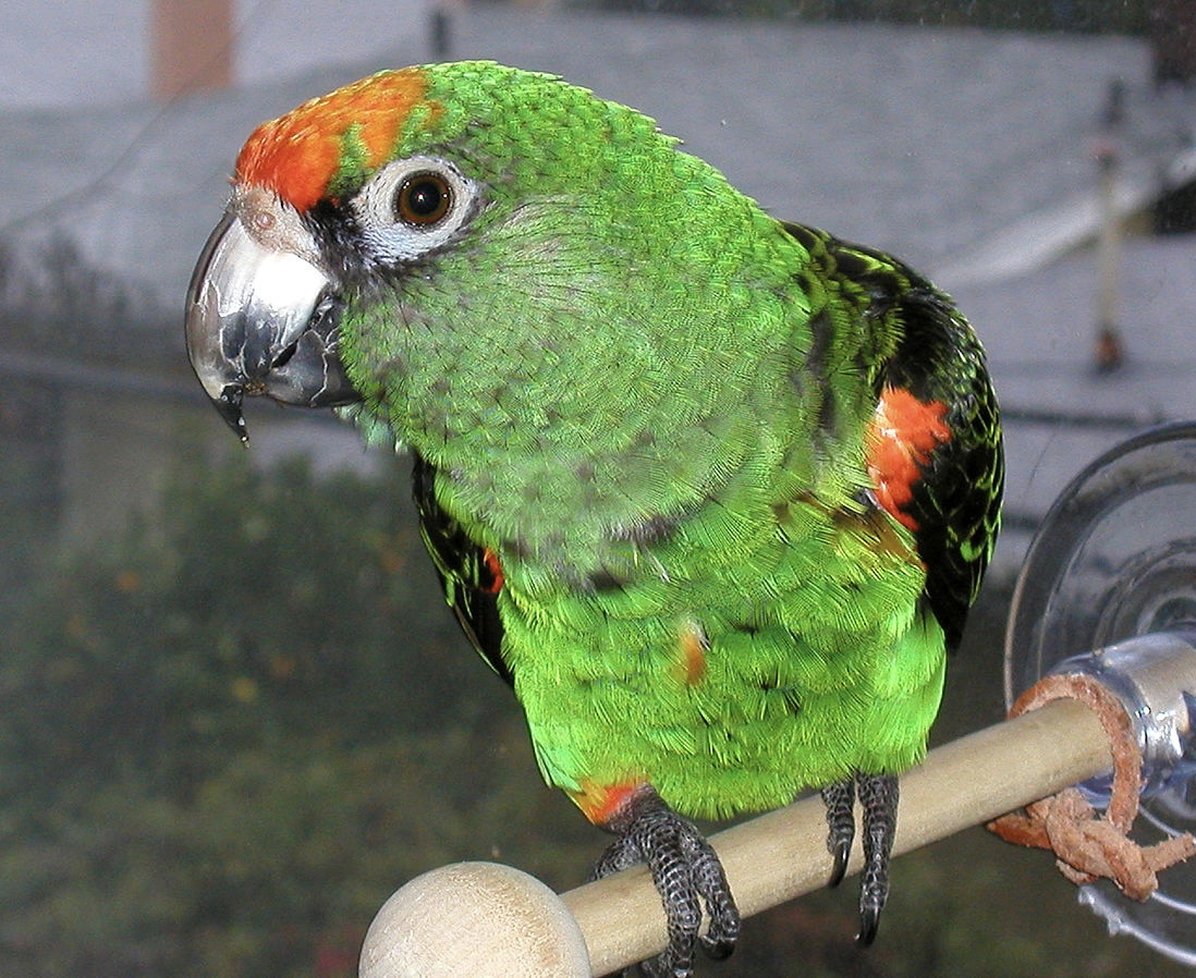 Попугай рыжеголовый (Poicephalus gulielmi)